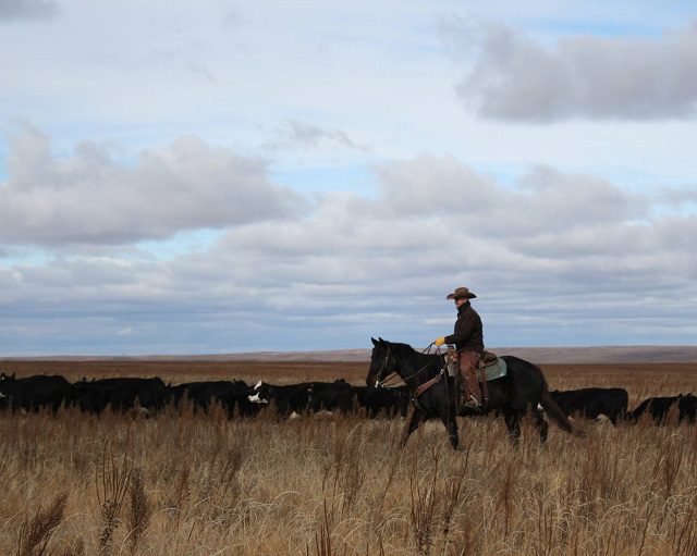 Cattle Ranchers