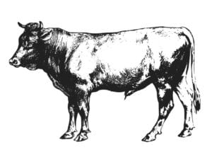 Online Calf Sale