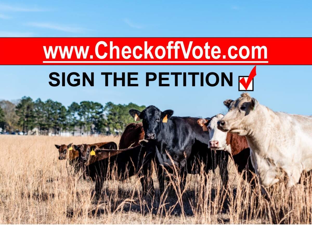 Fighting for the U.S. Independent Cattle Producer - R-CALF USA