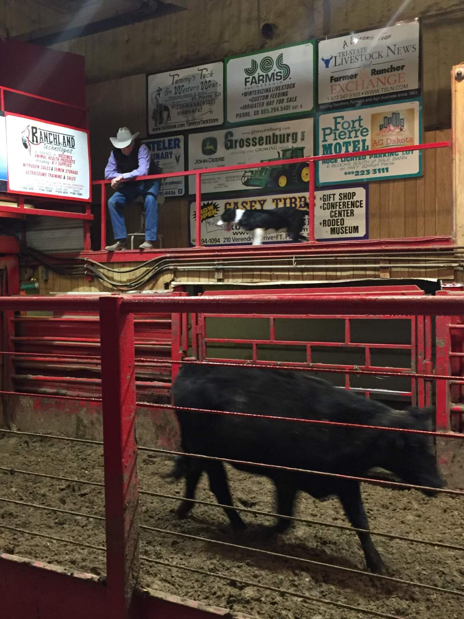 Cattle Producers Raise More Than 40K to Fight for the Opportunity to