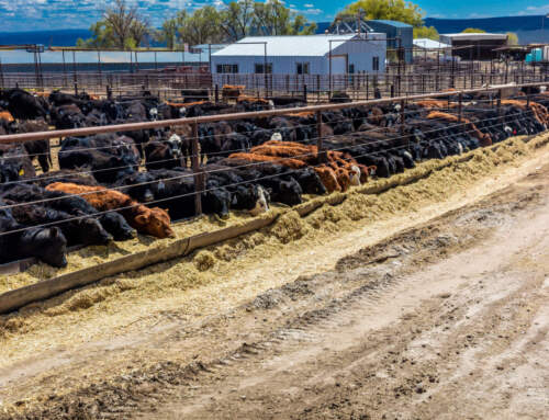 Ranch Group to Congress: Table New Cattle Market Price Discovery and Transparency Act