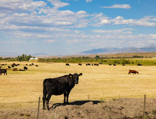 Op-Ed: Rep. Titus Imparts Fairness for Nevada Ranchers