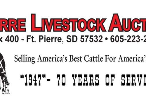 Ft. Pierre Livestock Auction To Host Calf Sale Fundraiser June 2