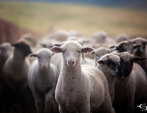 Protect American Lamb Seeks Import Relief