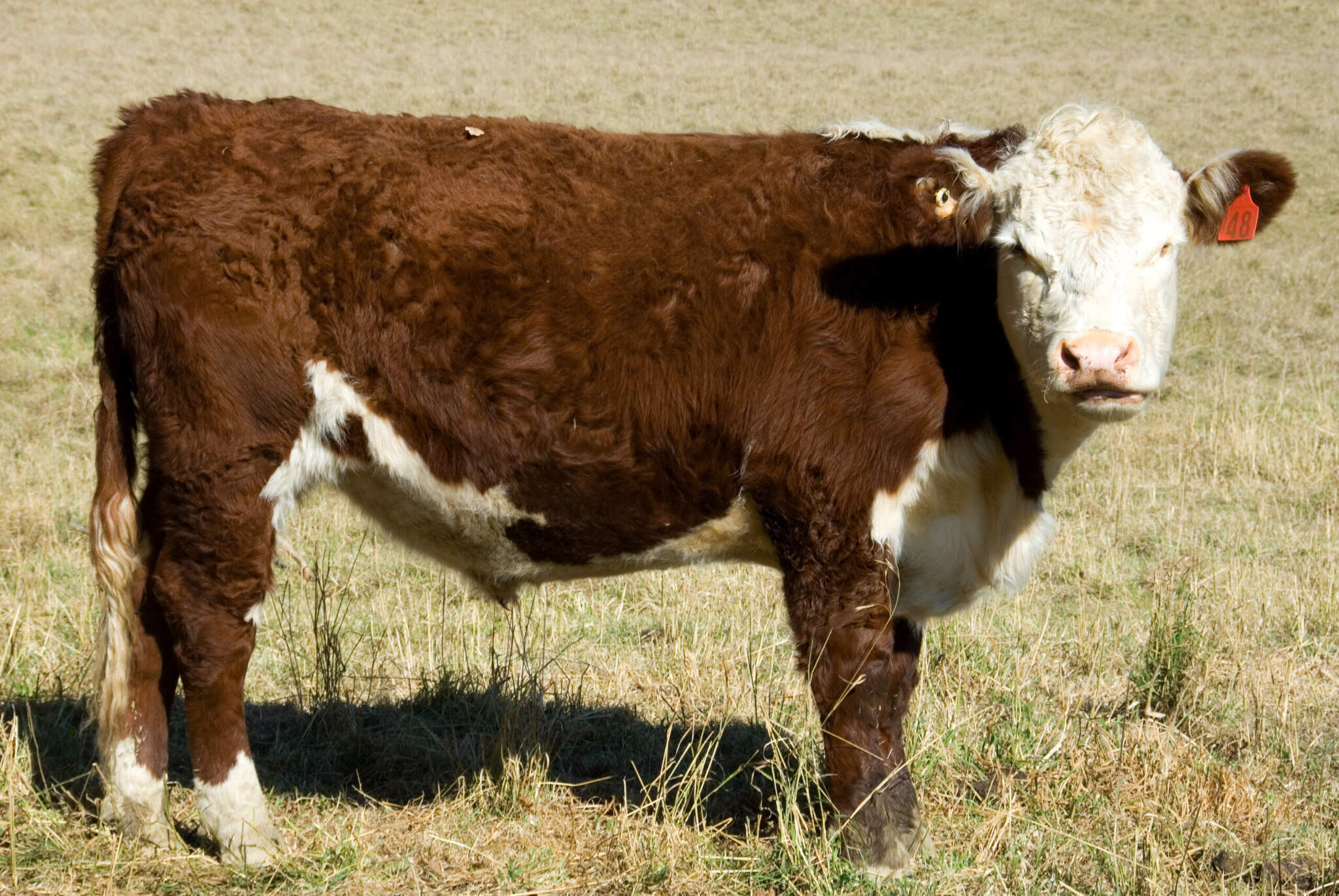 Cow Definition & Meaning - Merriam-Webster
